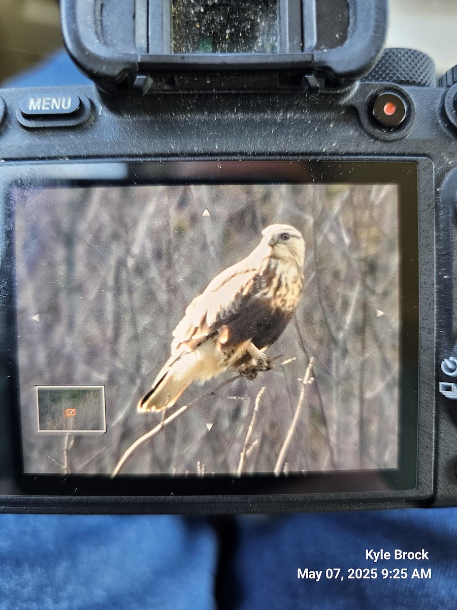 Rough-legged Hawk - ML635231392