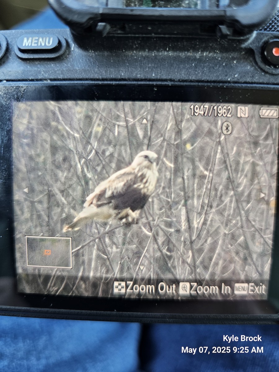 Rough-legged Hawk - ML635231393