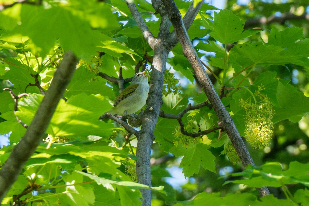 Tennessee Warbler - ML635231517
