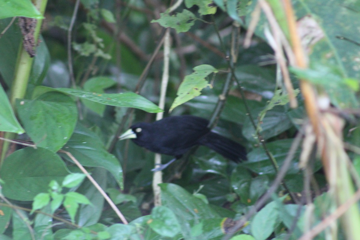 Yellow-billed Cacique - ML635231564