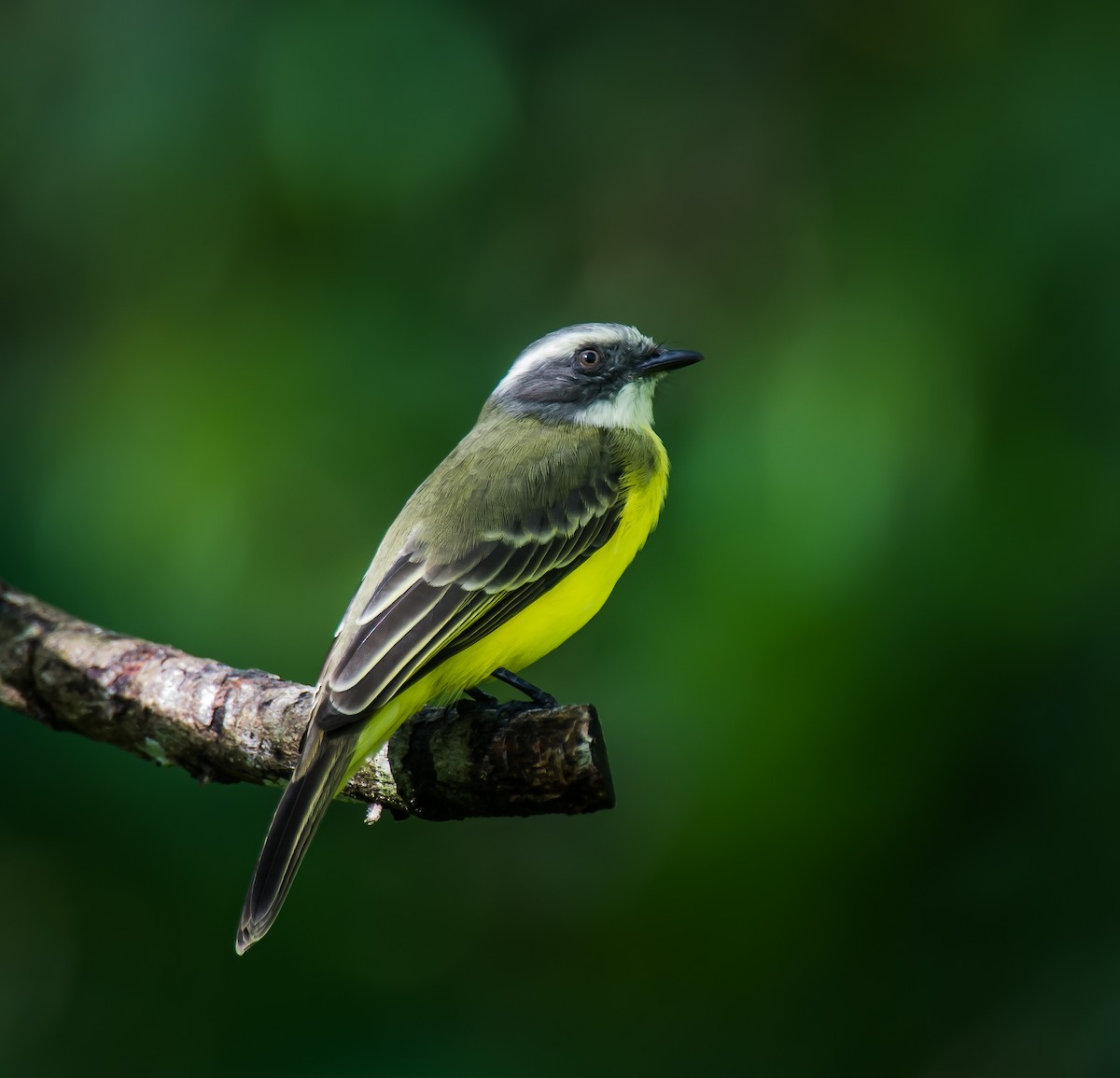 Social Flycatcher - ML635231604