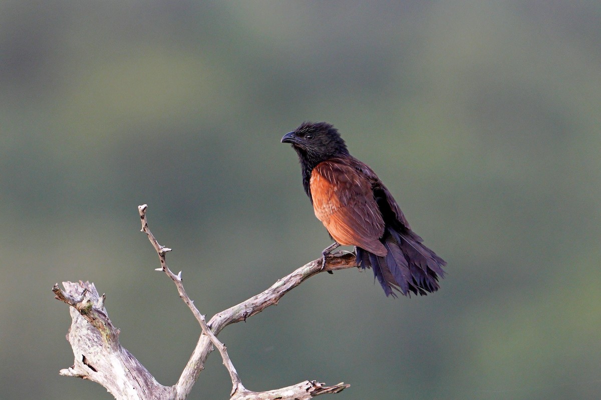 Black Coucal - ML635231687
