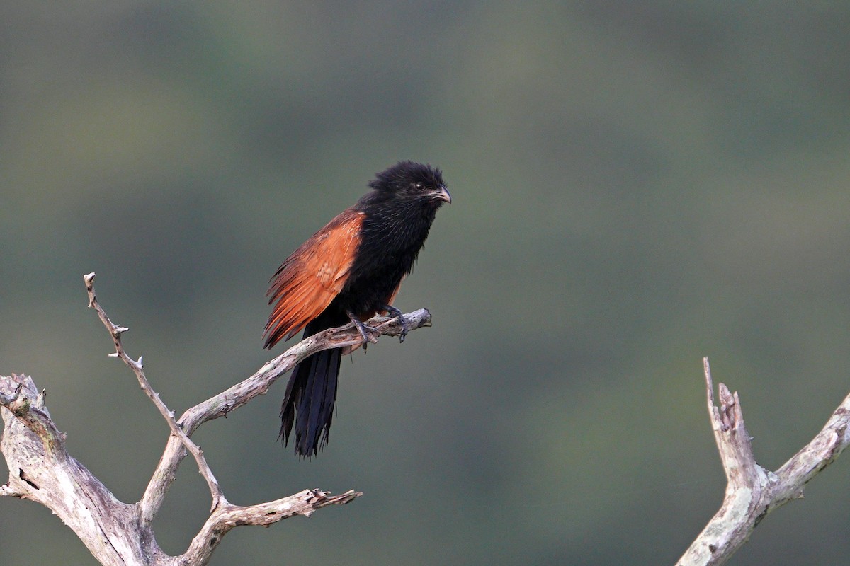 Black Coucal - ML635231688