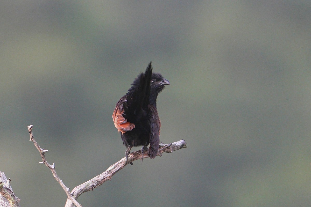 Black Coucal - ML635231689