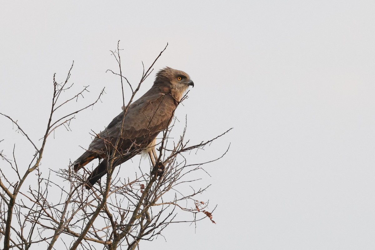 Beaudouin's Snake-Eagle - ML635231723