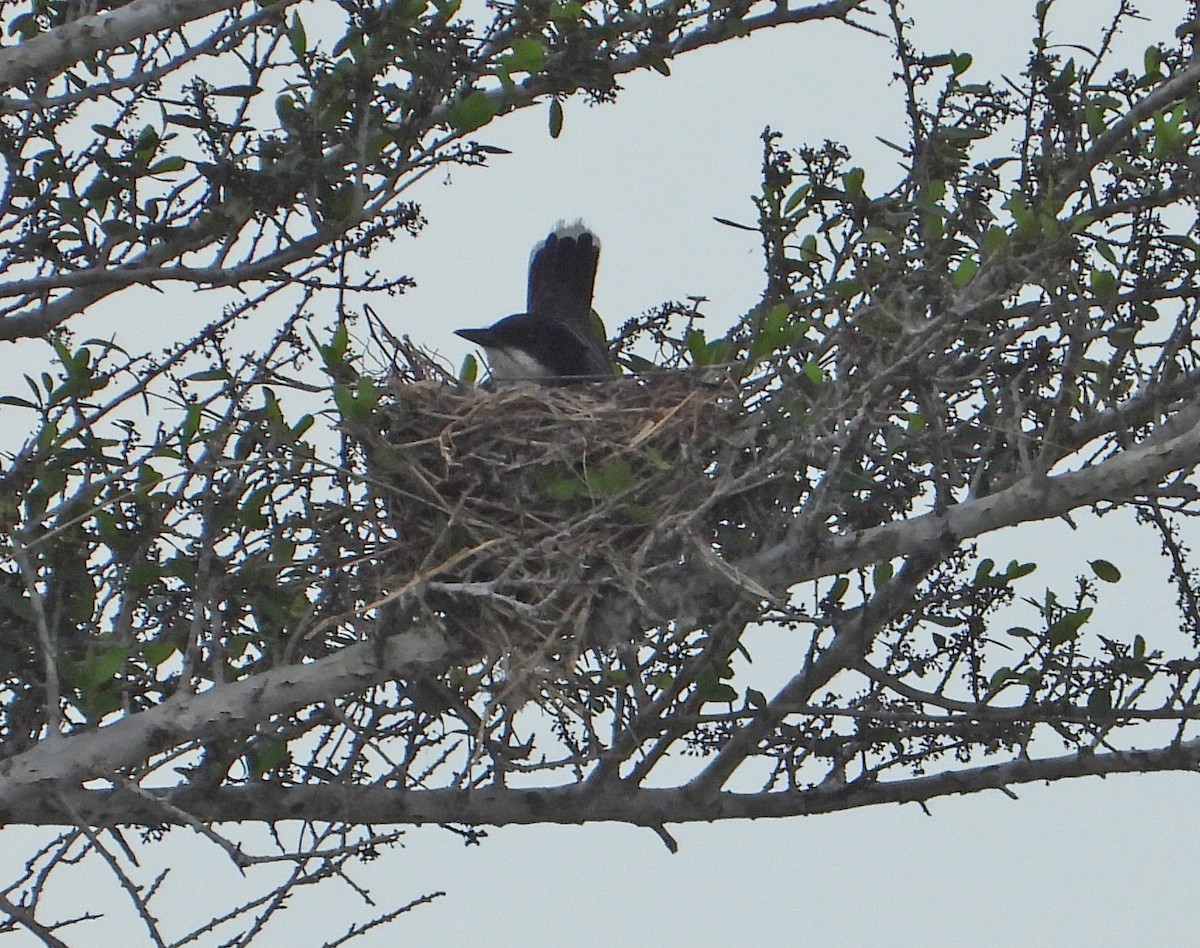 Eastern Kingbird - ML635231738