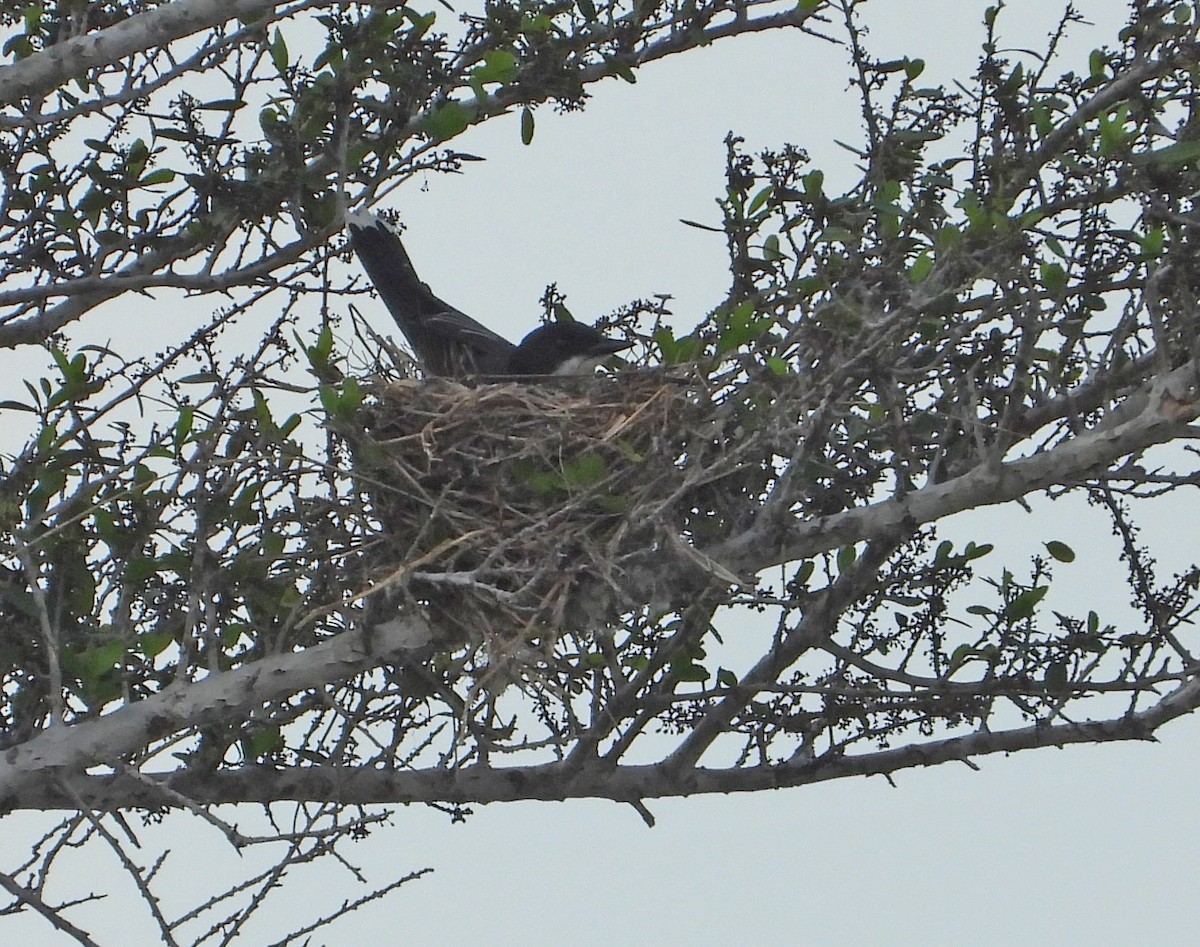 Eastern Kingbird - ML635231739