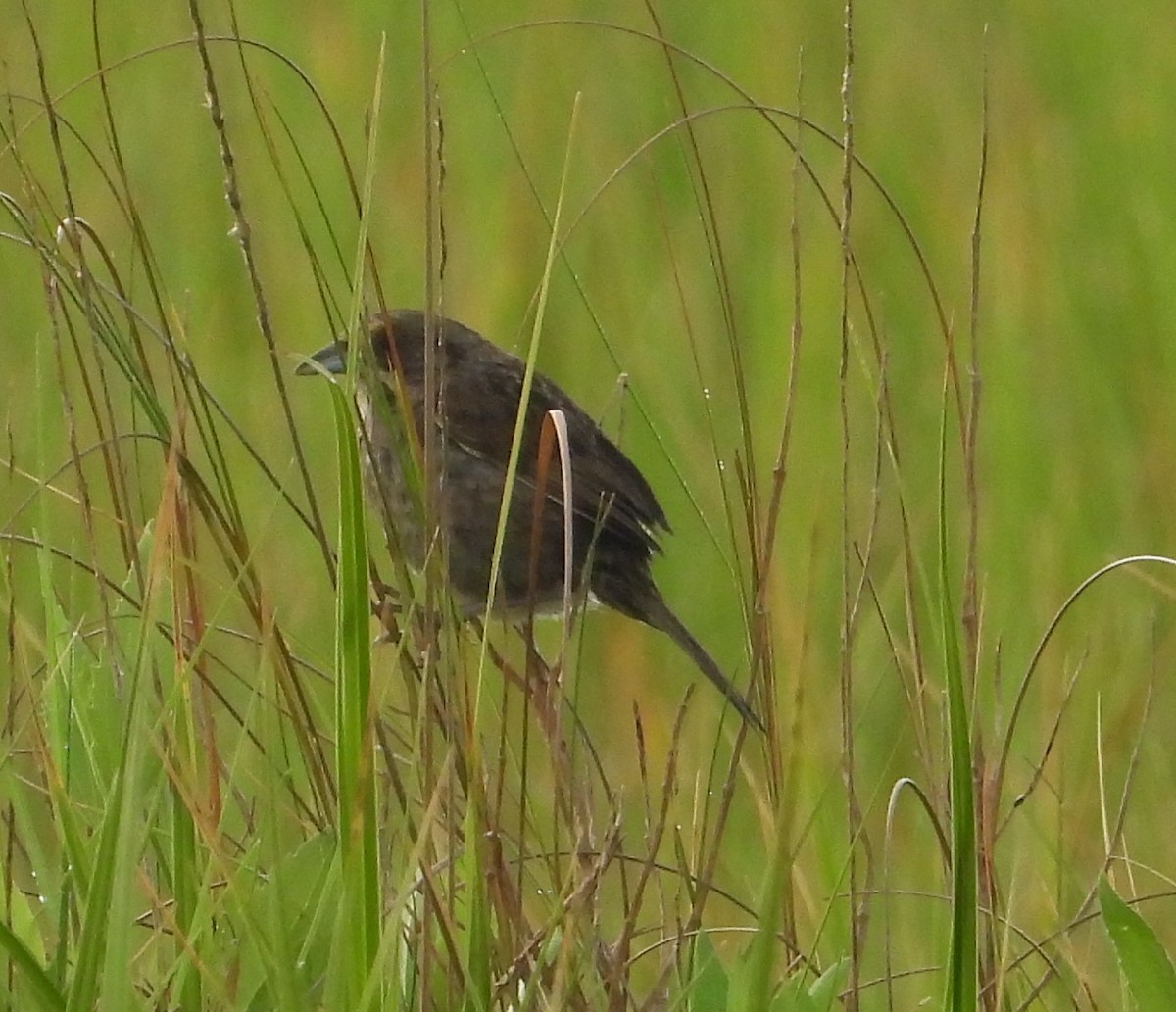 Seaside Sparrow - ML635231751