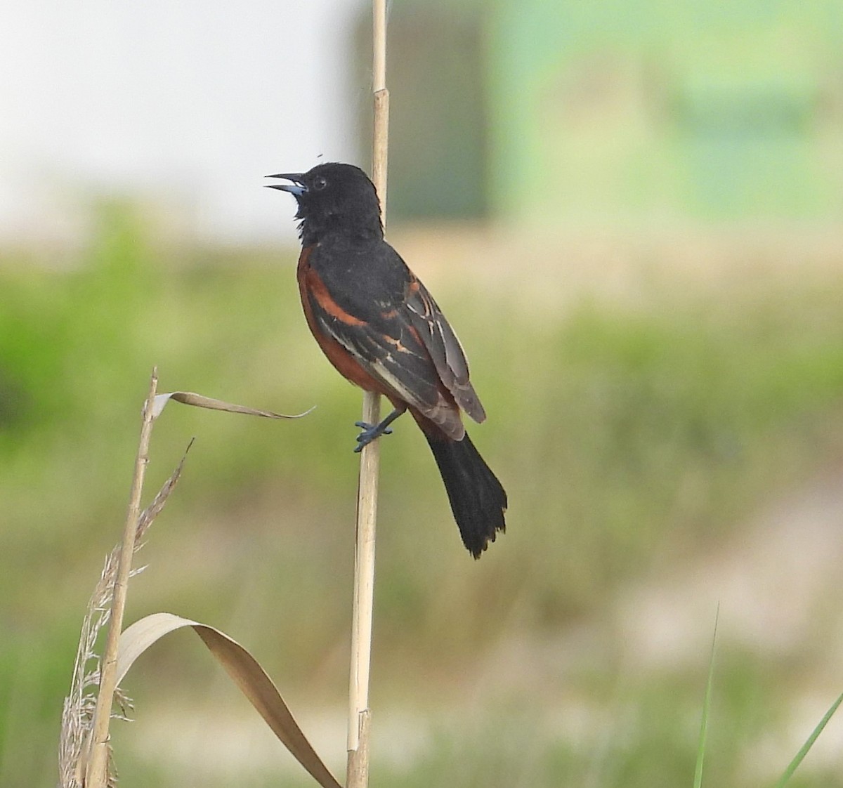 Orchard Oriole - ML635231758