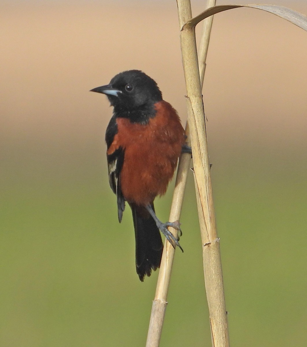 Orchard Oriole - ML635231759