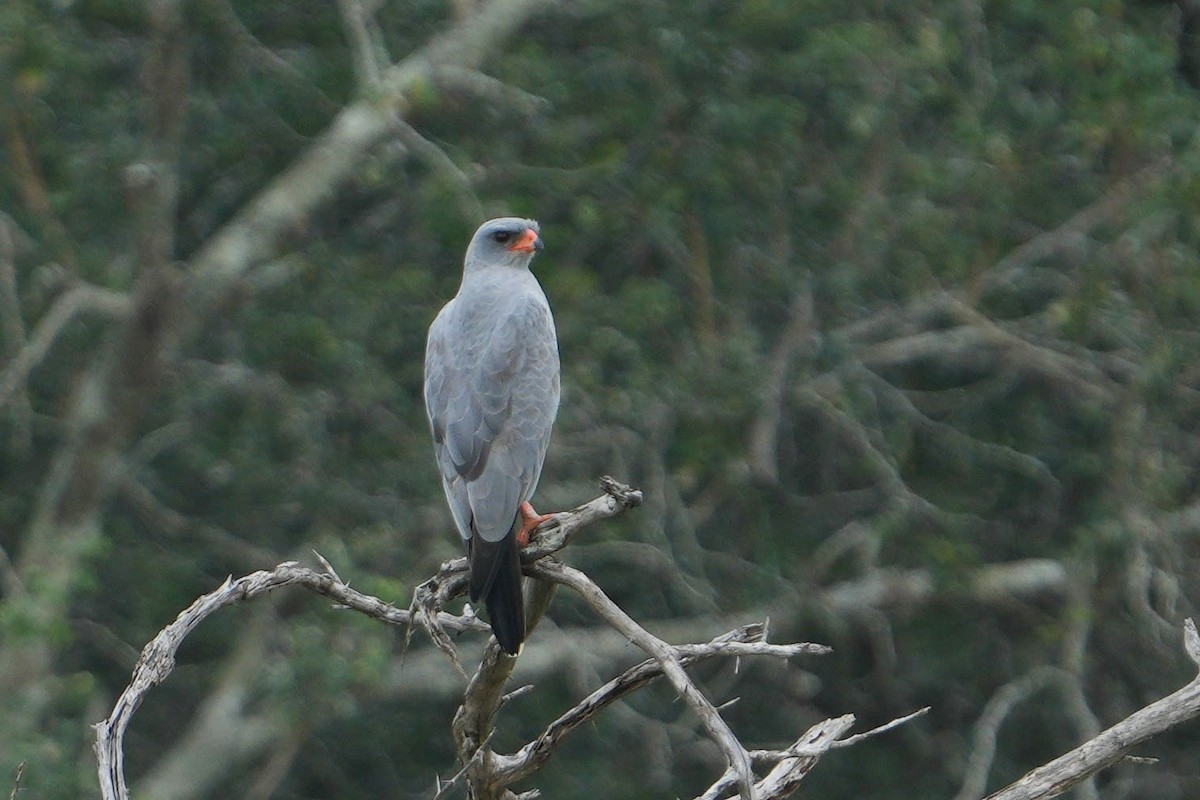 Dark Chanting-Goshawk - ML635231761