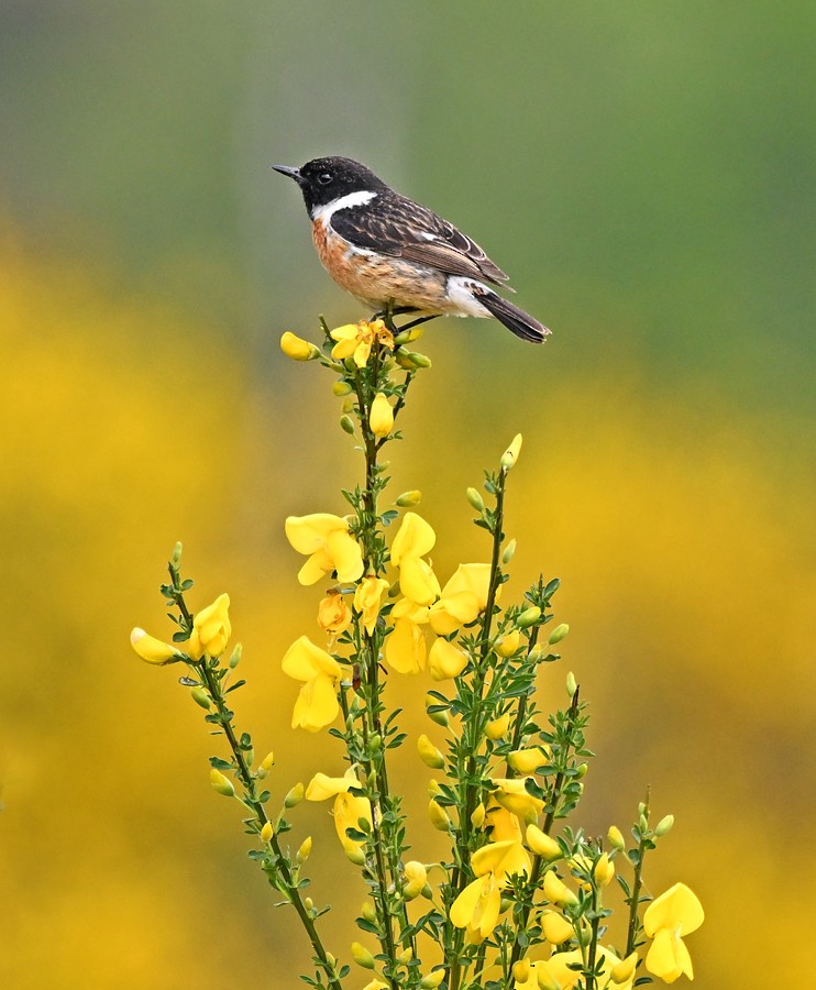 European Stonechat - ML635231807