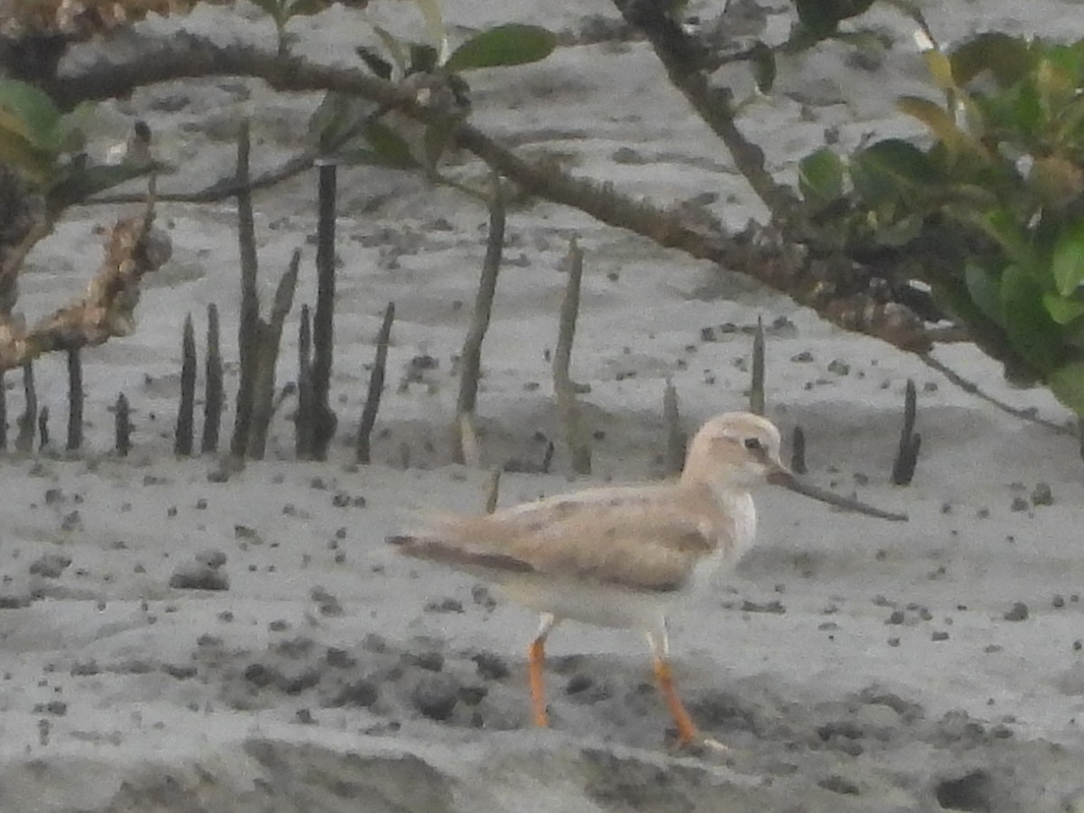 Terekwasserläufer - ML635231810