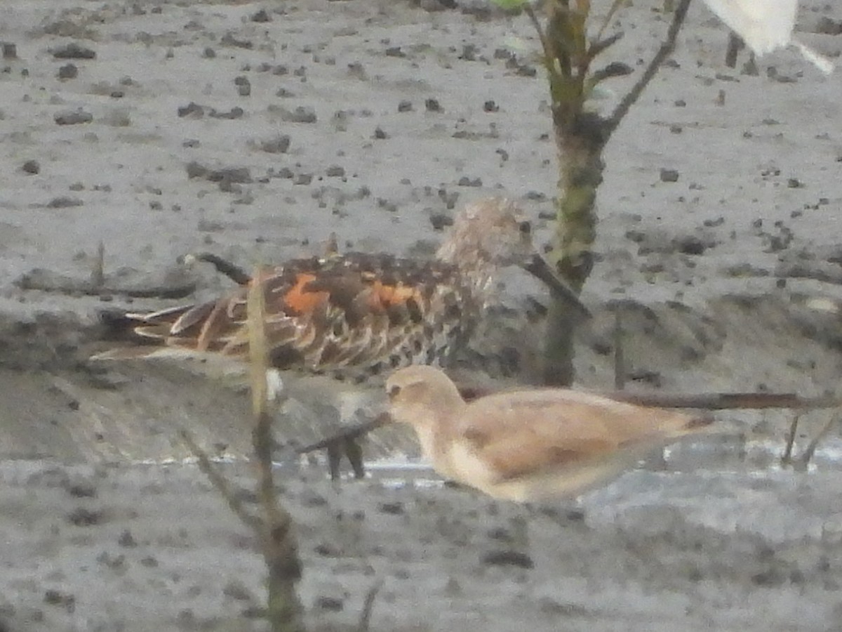 Terekwasserläufer - ML635231811