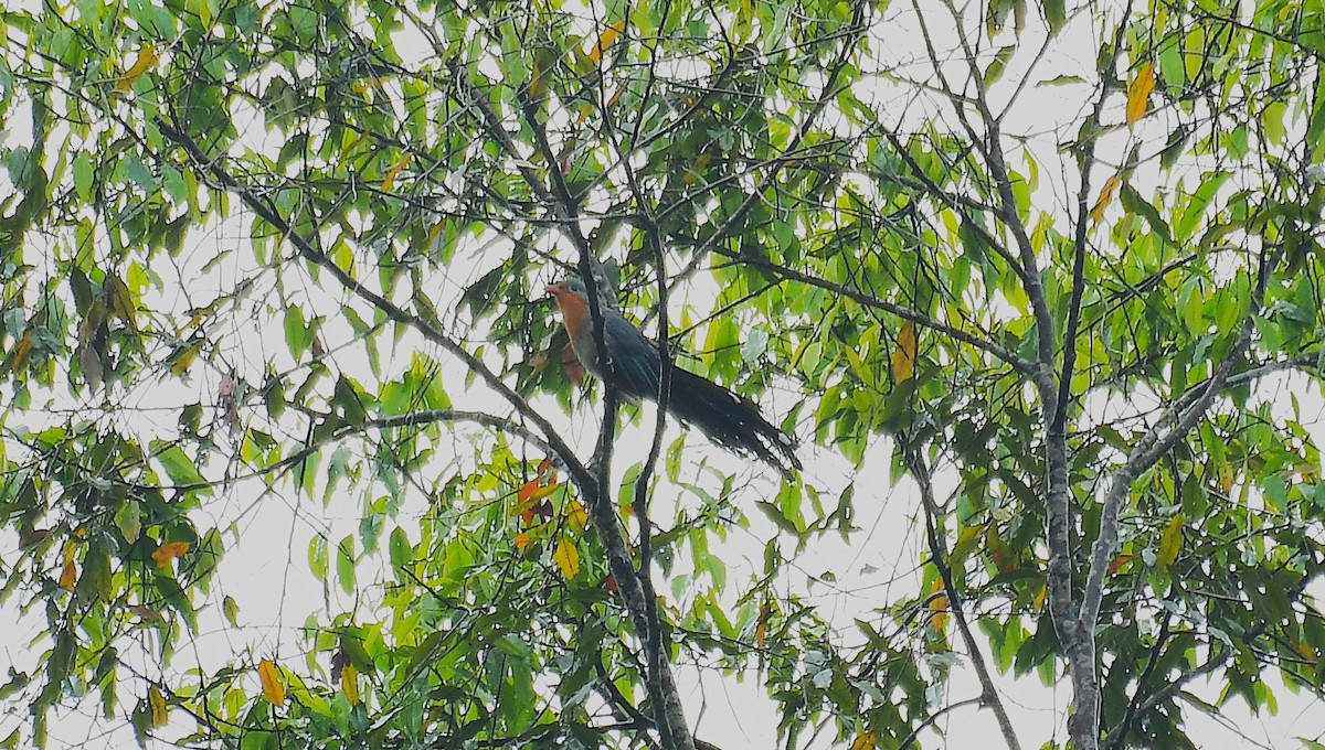 Red-billed Malkoha - ML635231884