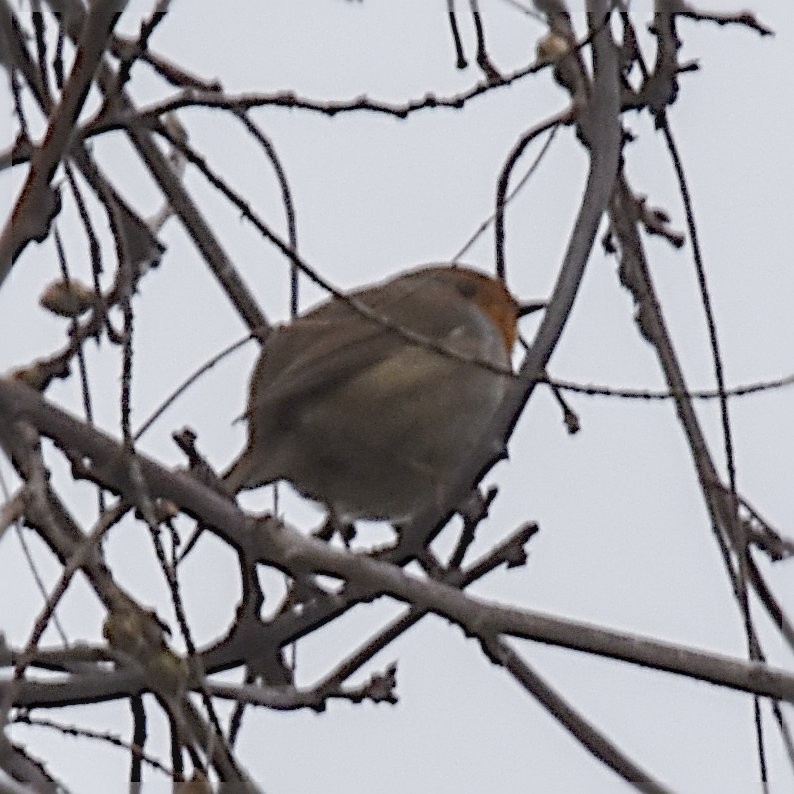 European Robin - ML635231926
