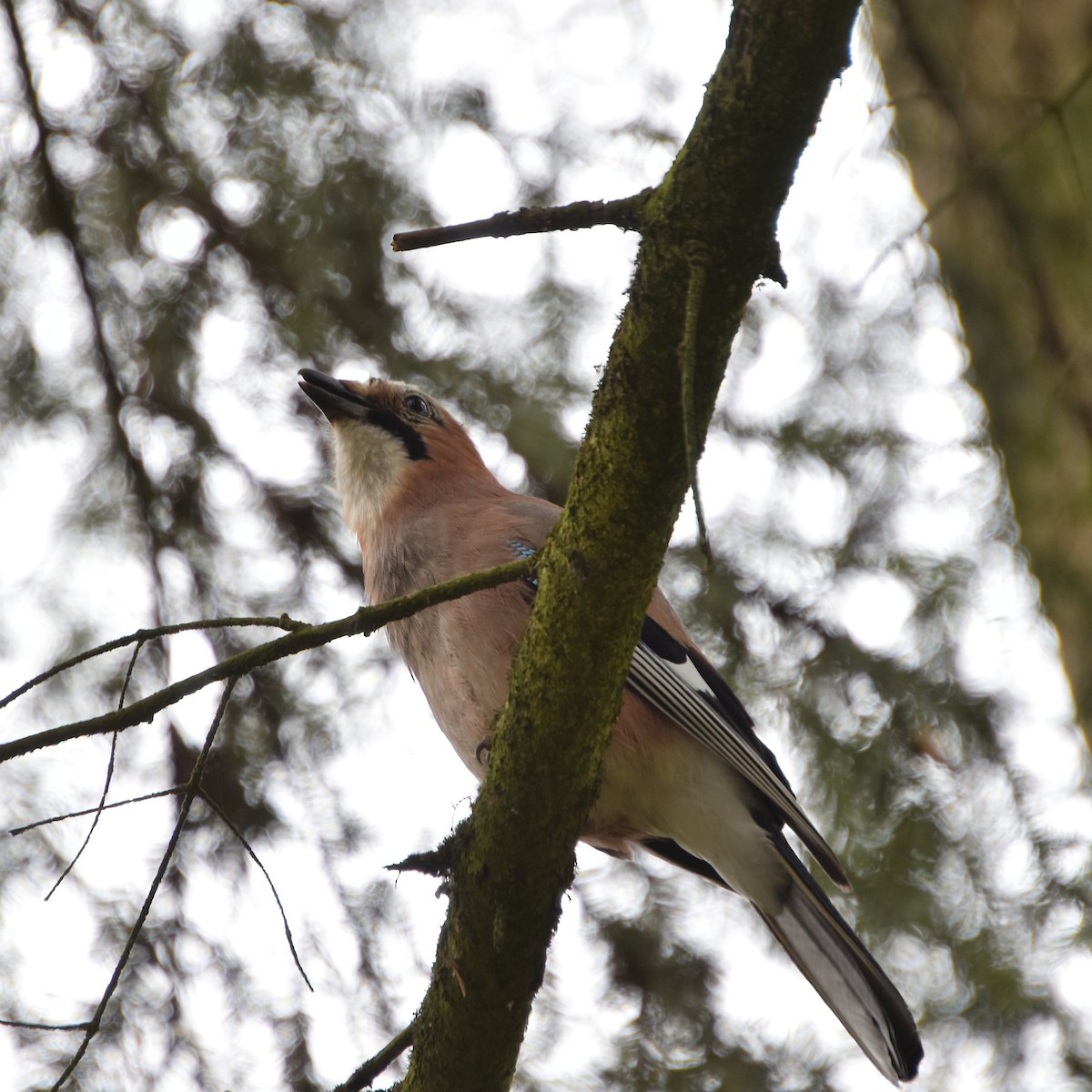 Eurasian Jay - ML635231929