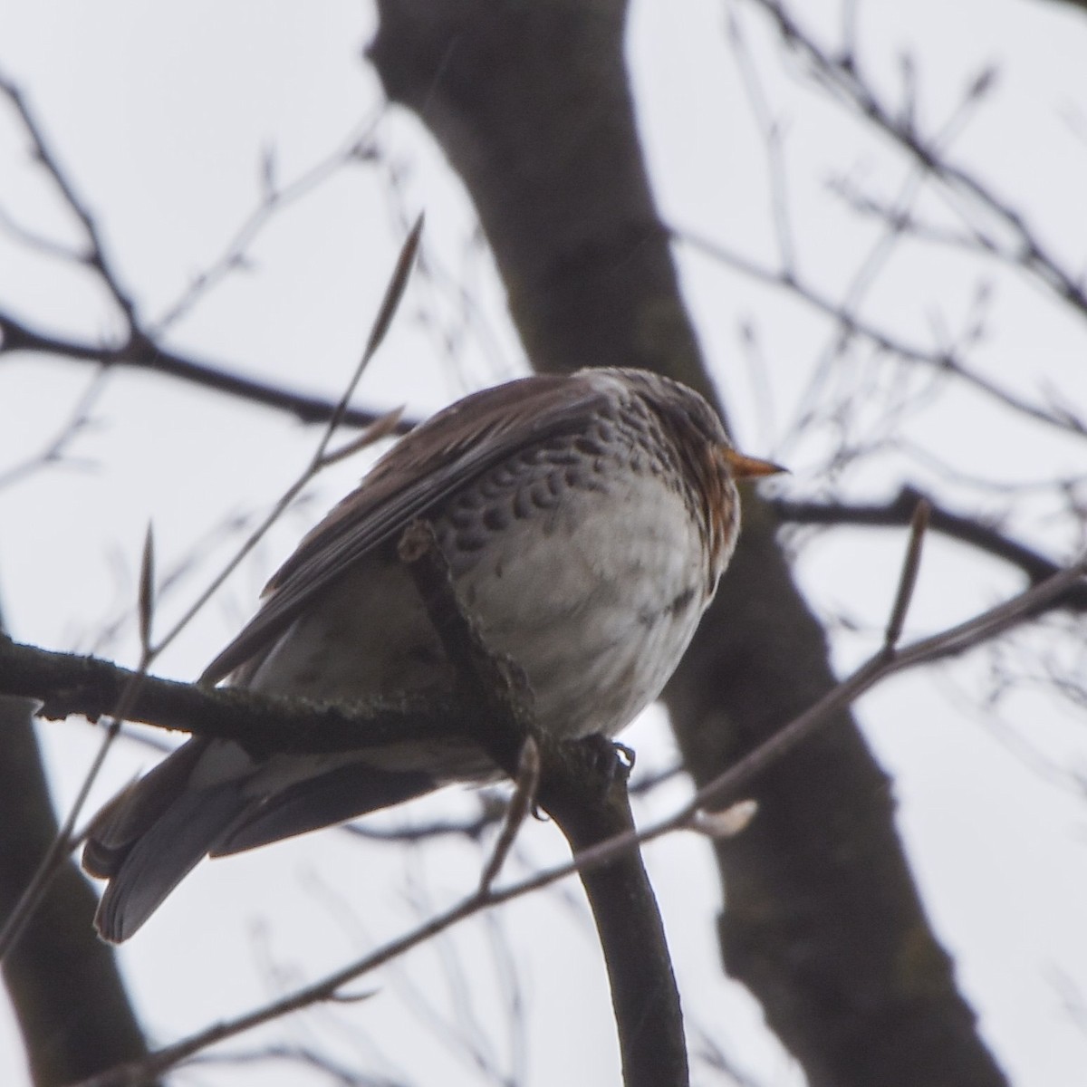 Fieldfare - ML635231936