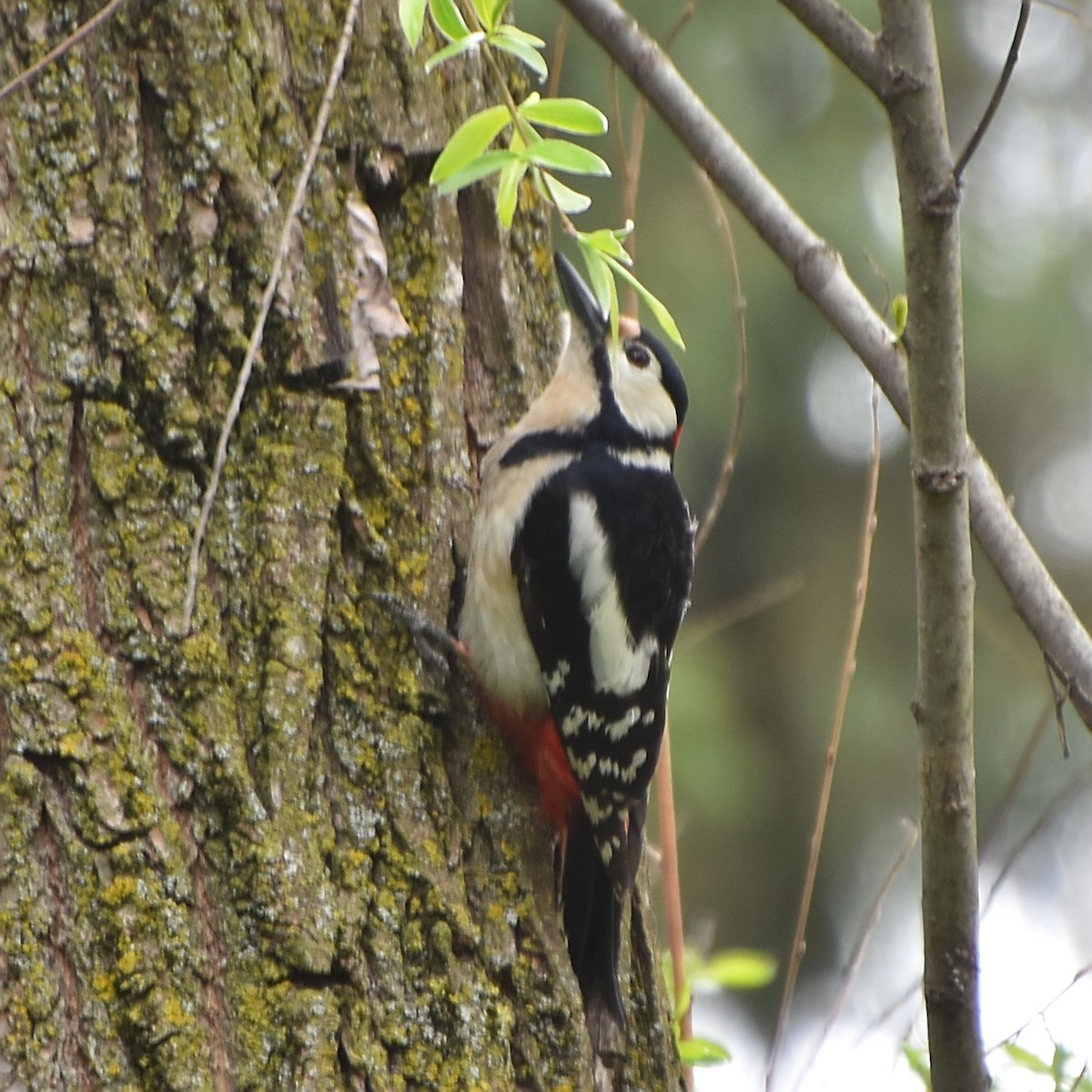 Great Spotted Woodpecker - ML635231943