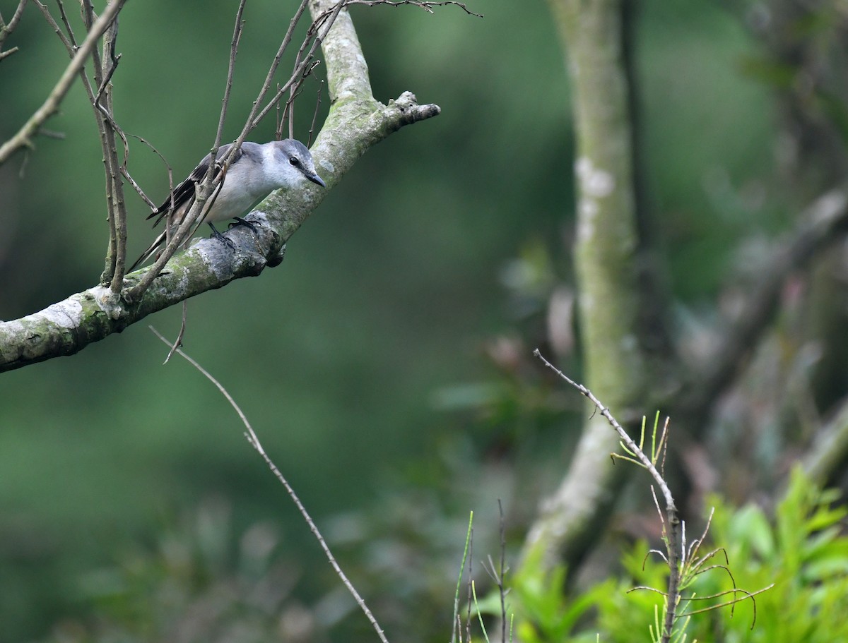 Brown-rumped Minivet - ML635231961