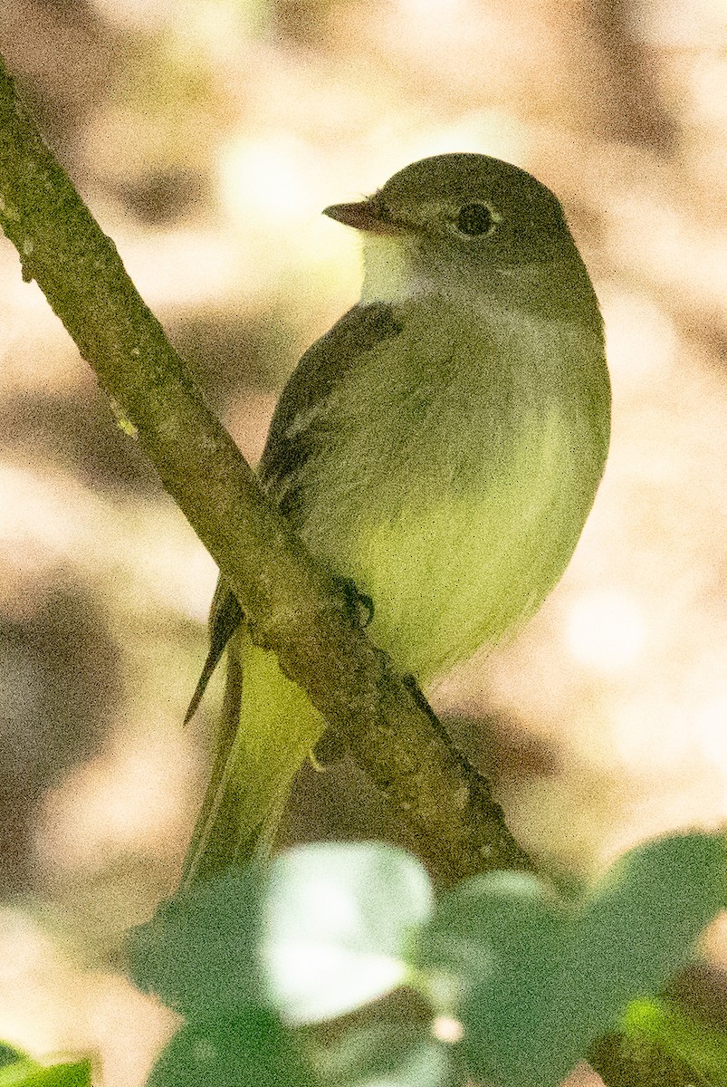 Yellow-bellied Flycatcher - ML635231980