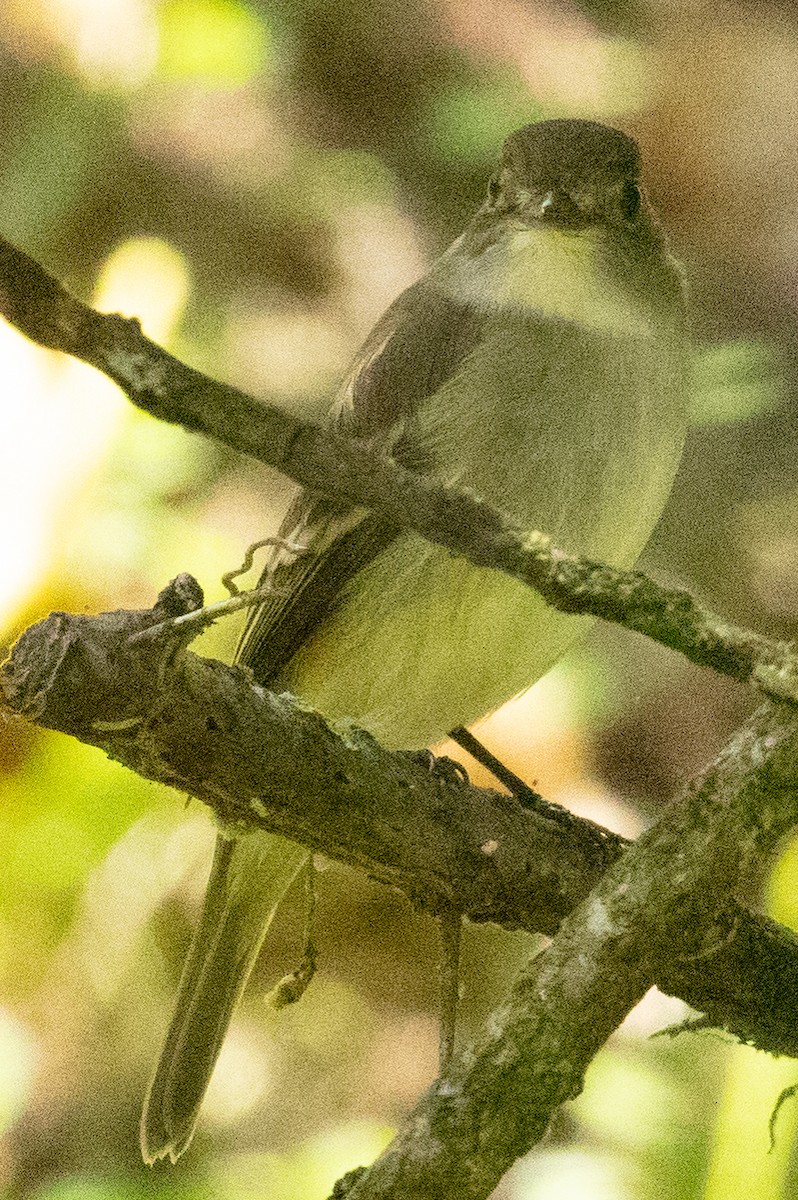 Yellow-bellied Flycatcher - ML635231981
