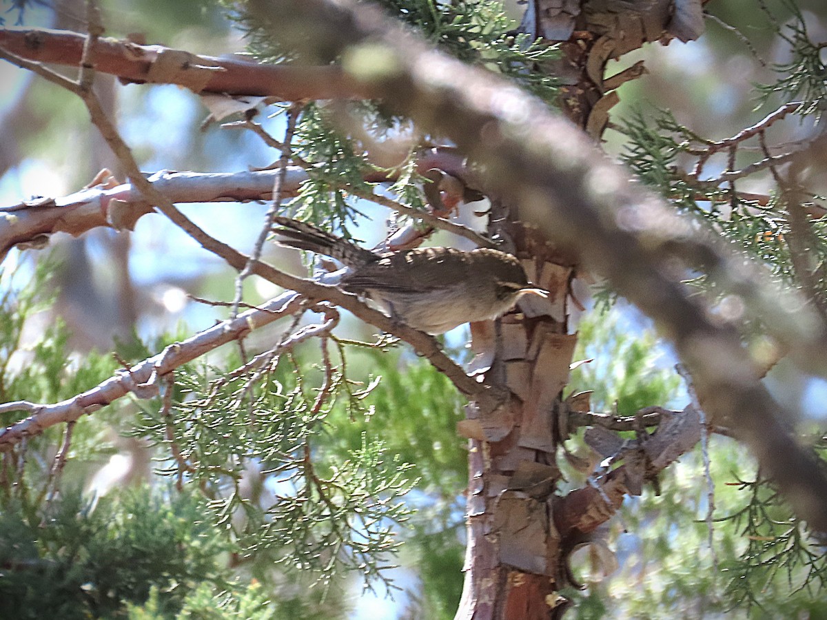 Bewick's Wren - ML635232102