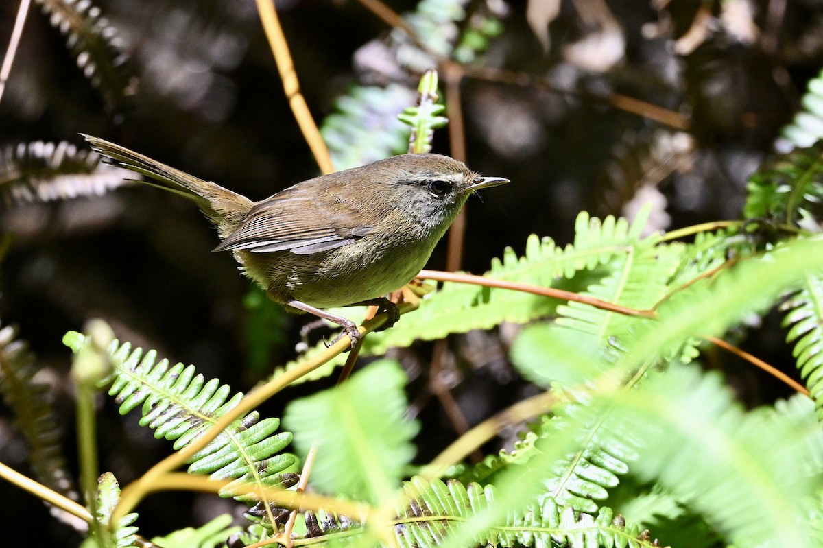 Aberrant Bush Warbler (Sunda) - ML635232135