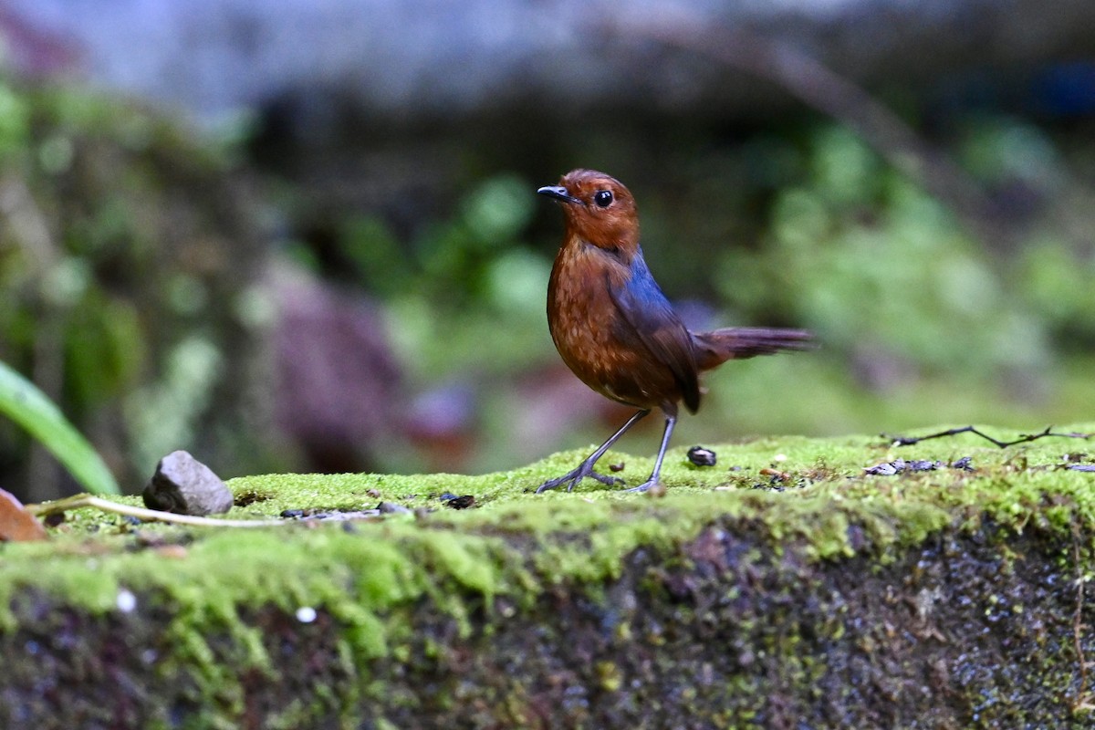 Bornean Shortwing - ML635232186