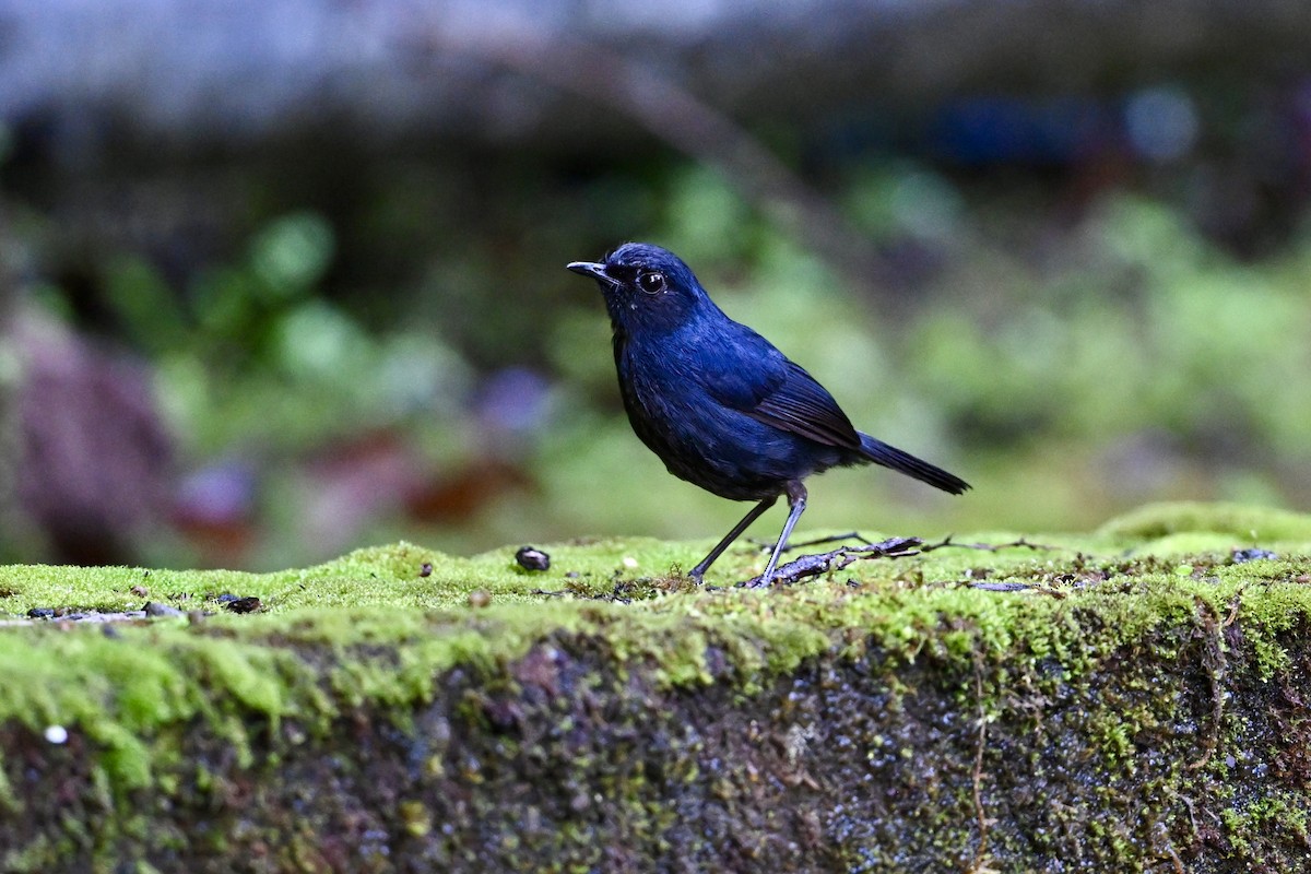 Bornean Shortwing - ML635232187
