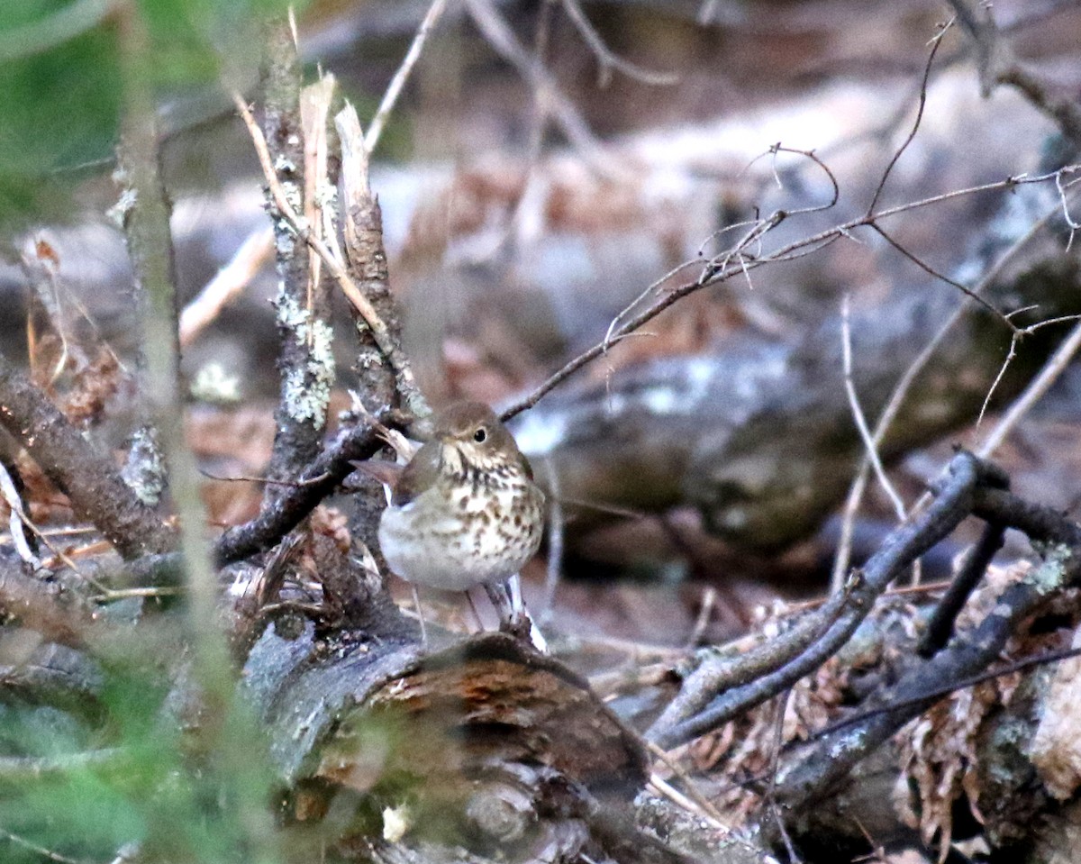 チャイロコツグミ - ML635232218