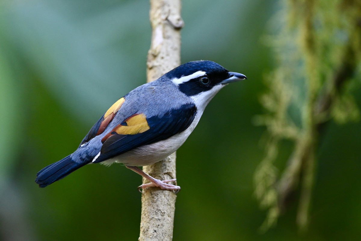 White-browed Shrike-Babbler - ML635232226