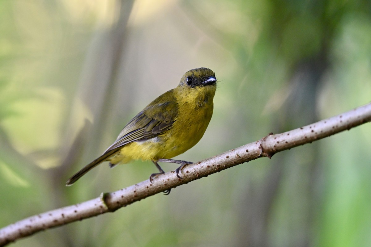 Bornean Whistler - ML635232230