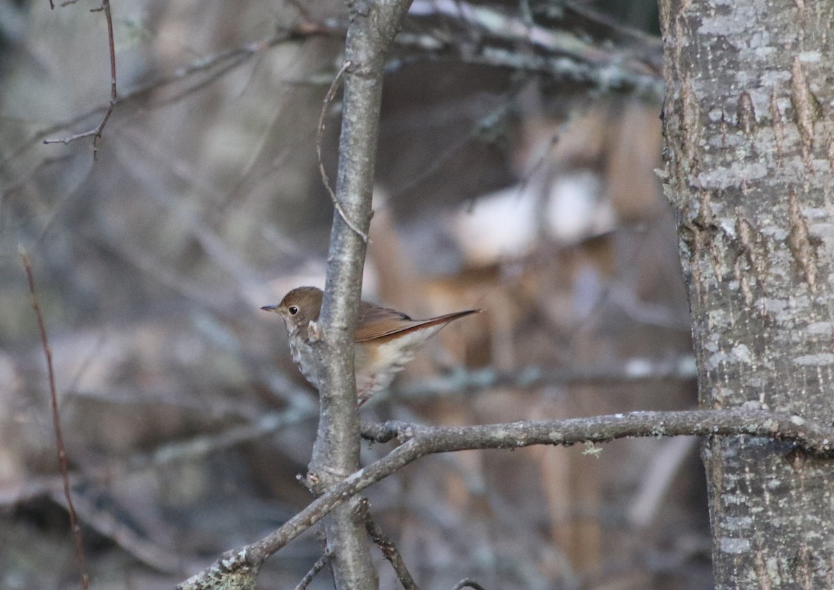チャイロコツグミ - ML635232233