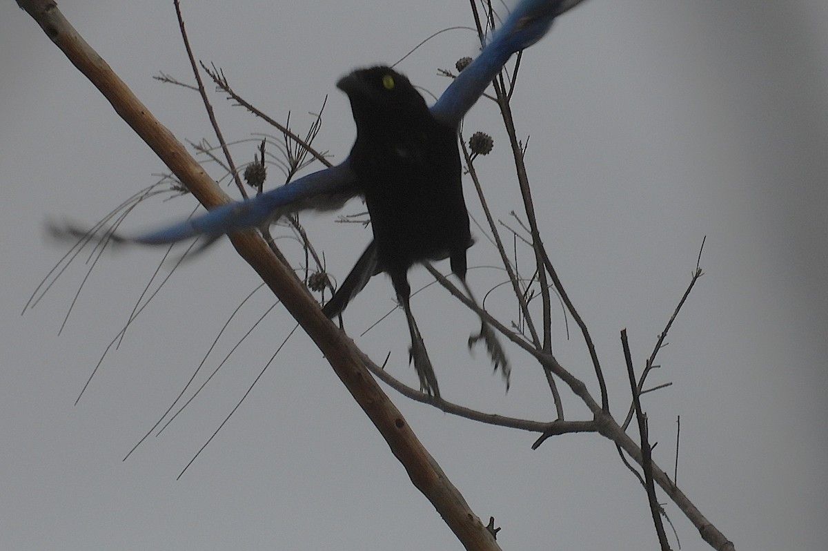 San Blas Jay - ML635232234
