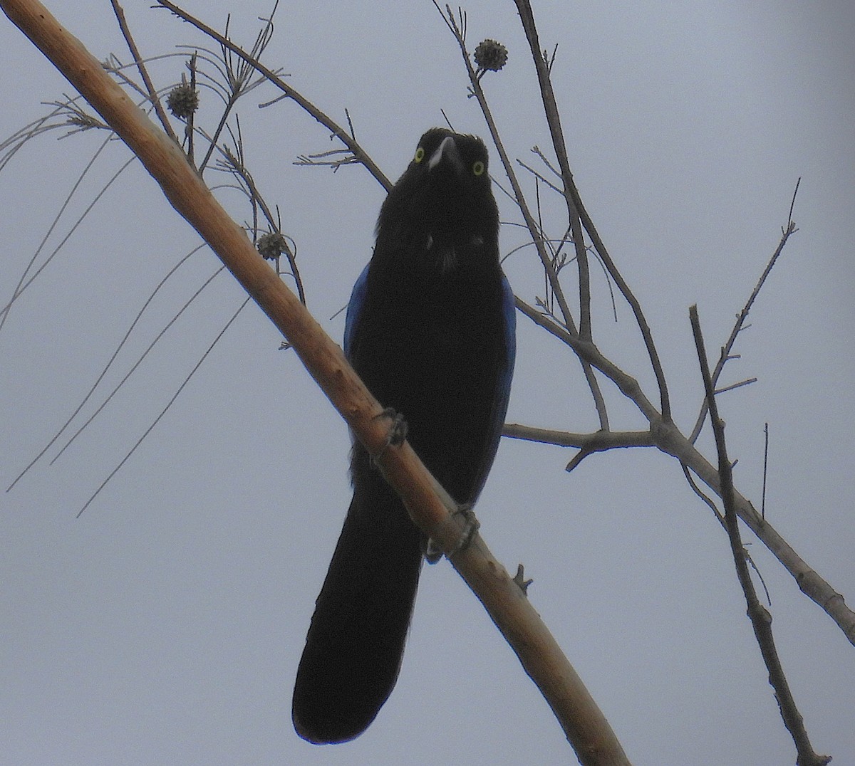 San Blas Jay - ML635232239