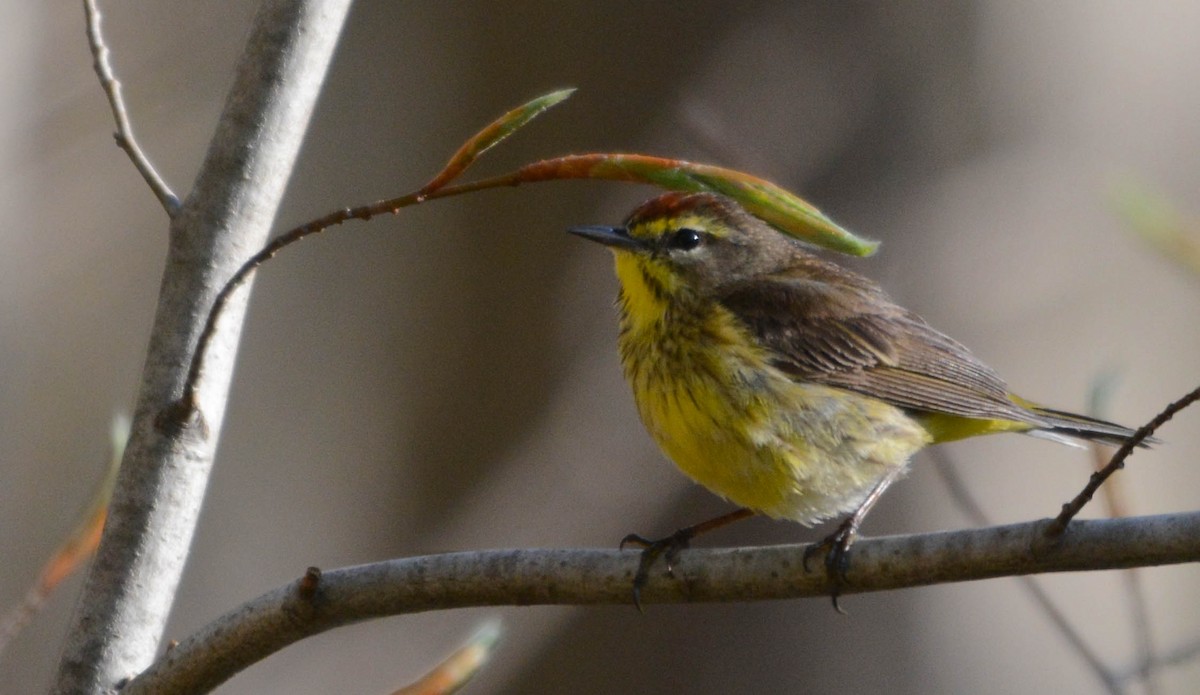 Palm Warbler - ML635232330