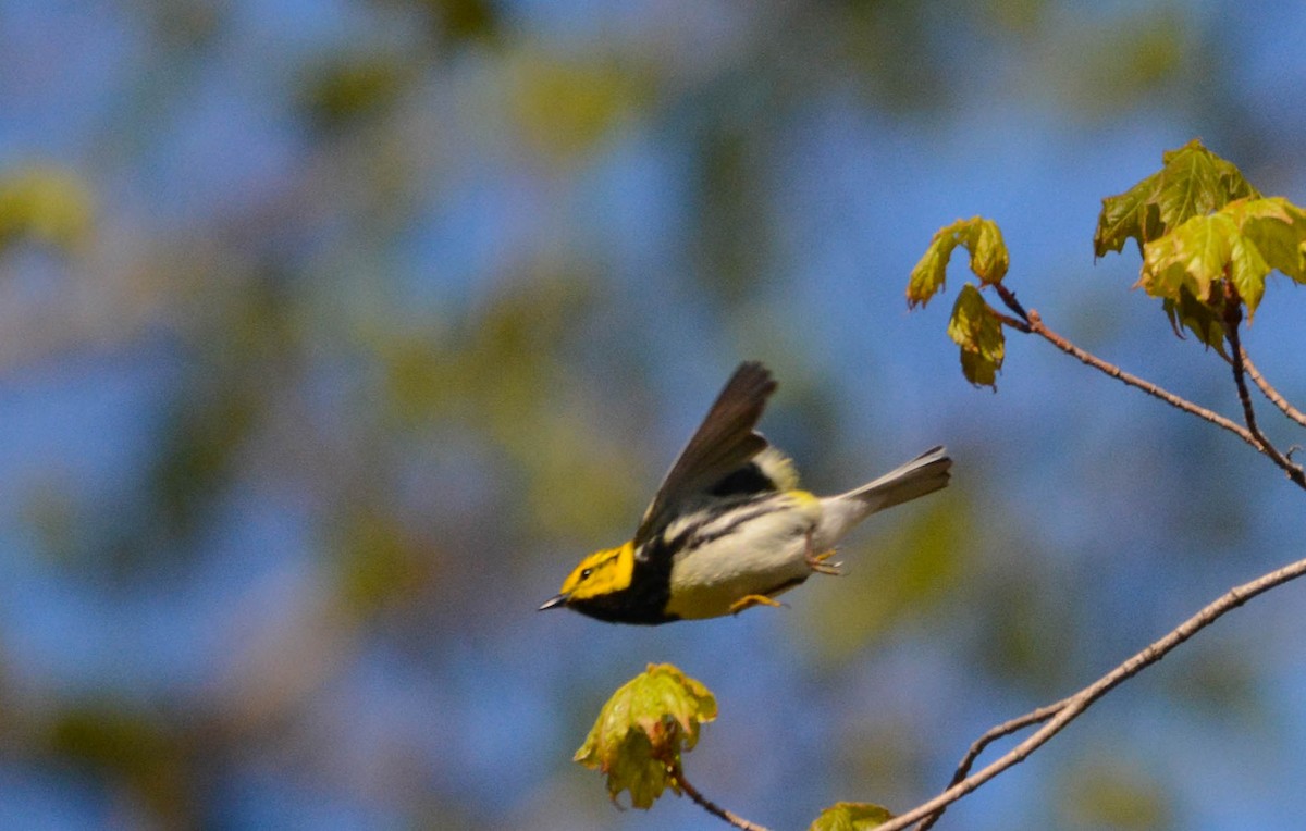 Black-throated Green Warbler - ML635232345