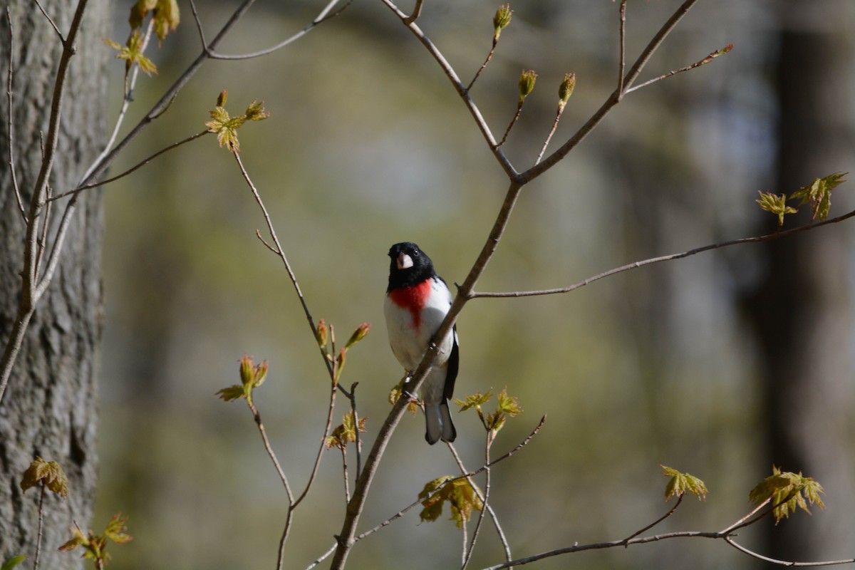Rose-breasted Grosbeak - ML635232354