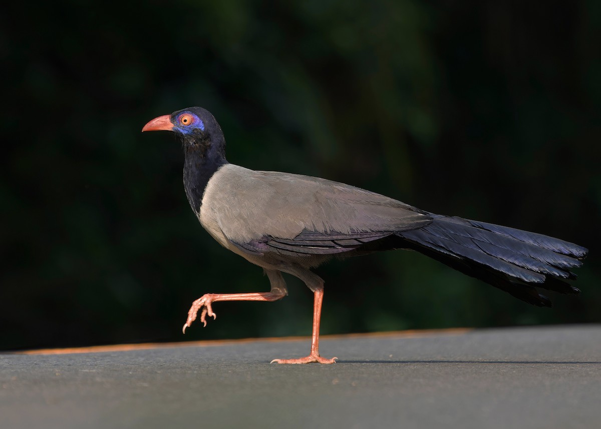 Coral-billed Ground-Cuckoo - ML635232466