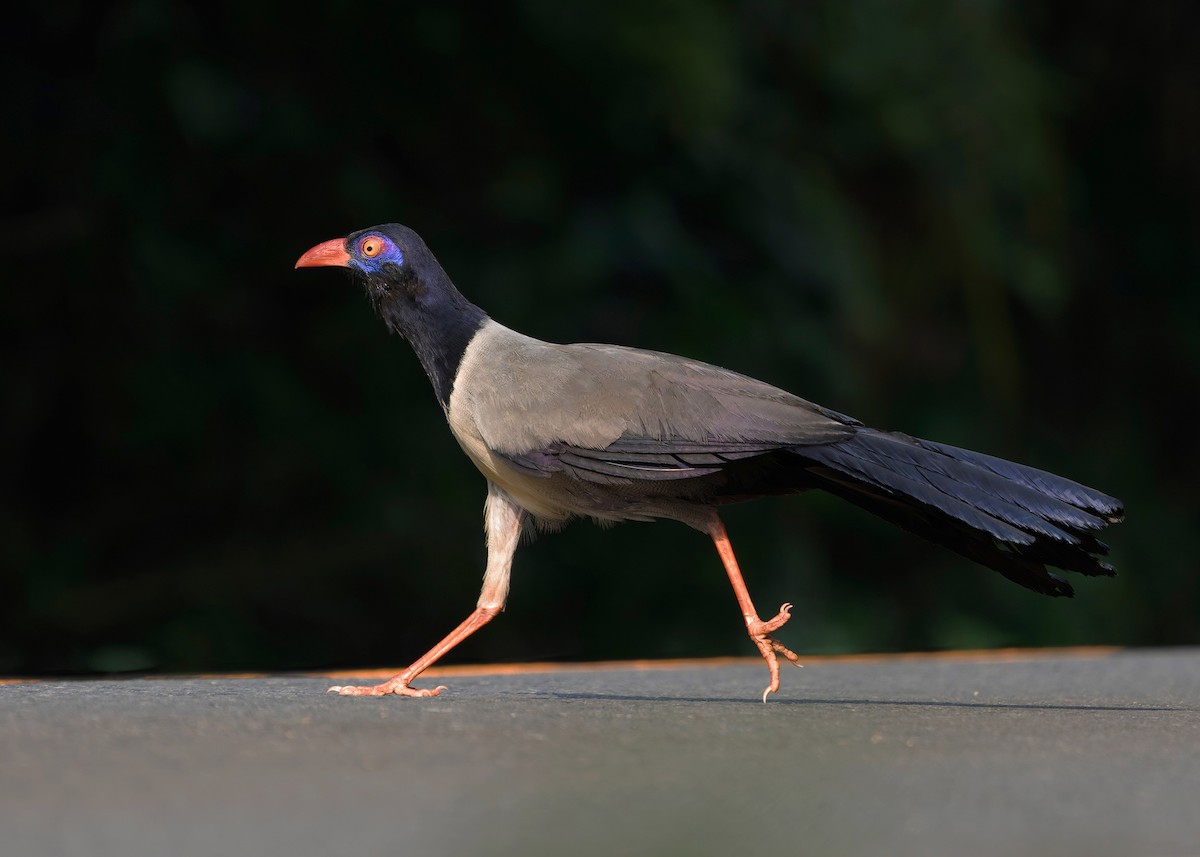 Coral-billed Ground-Cuckoo - ML635232467