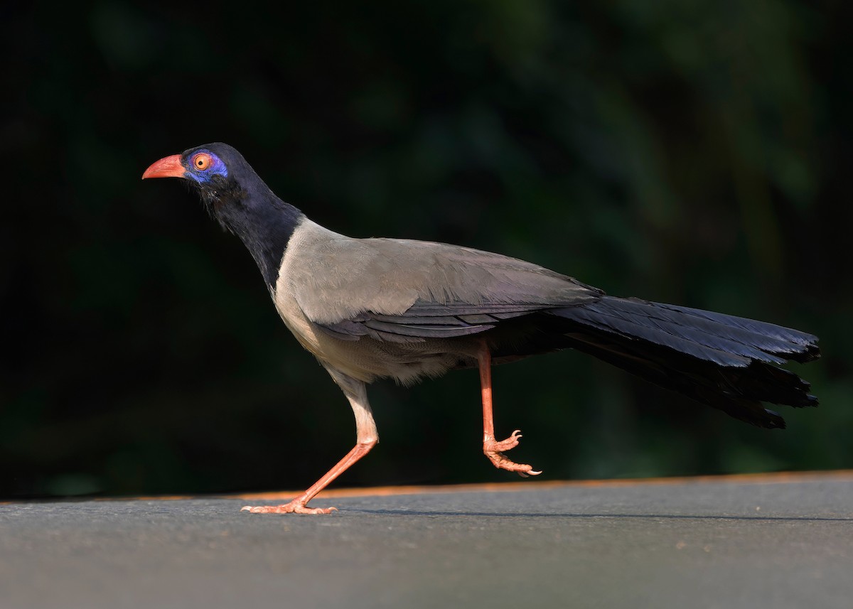 Coral-billed Ground-Cuckoo - ML635232468