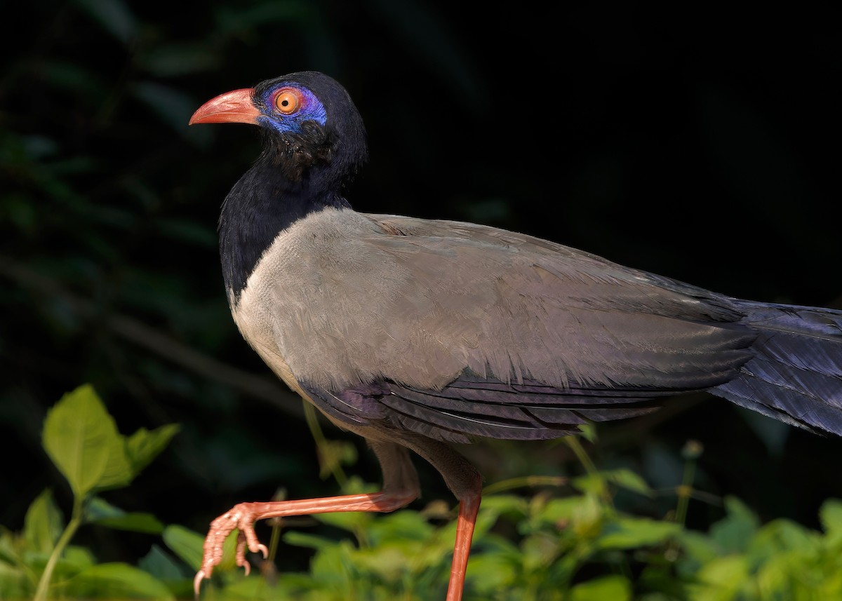 Coral-billed Ground-Cuckoo - ML635232469