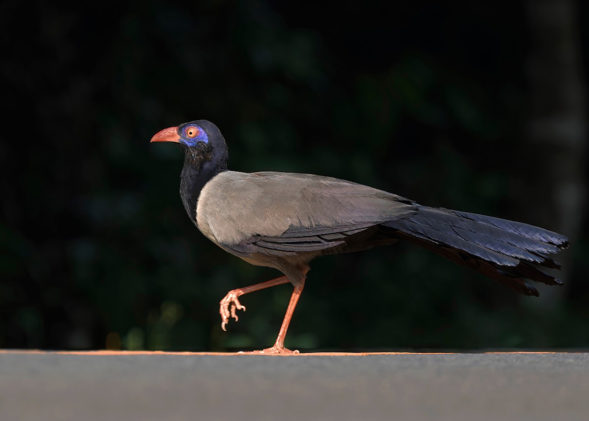 Coral-billed Ground-Cuckoo - ML635232470