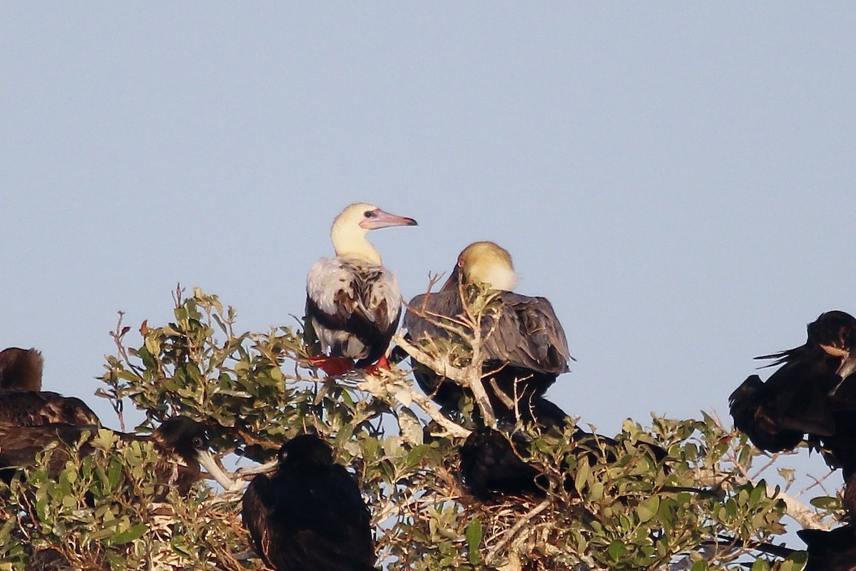 Red-footed Booby (Atlantic) - ML635232476