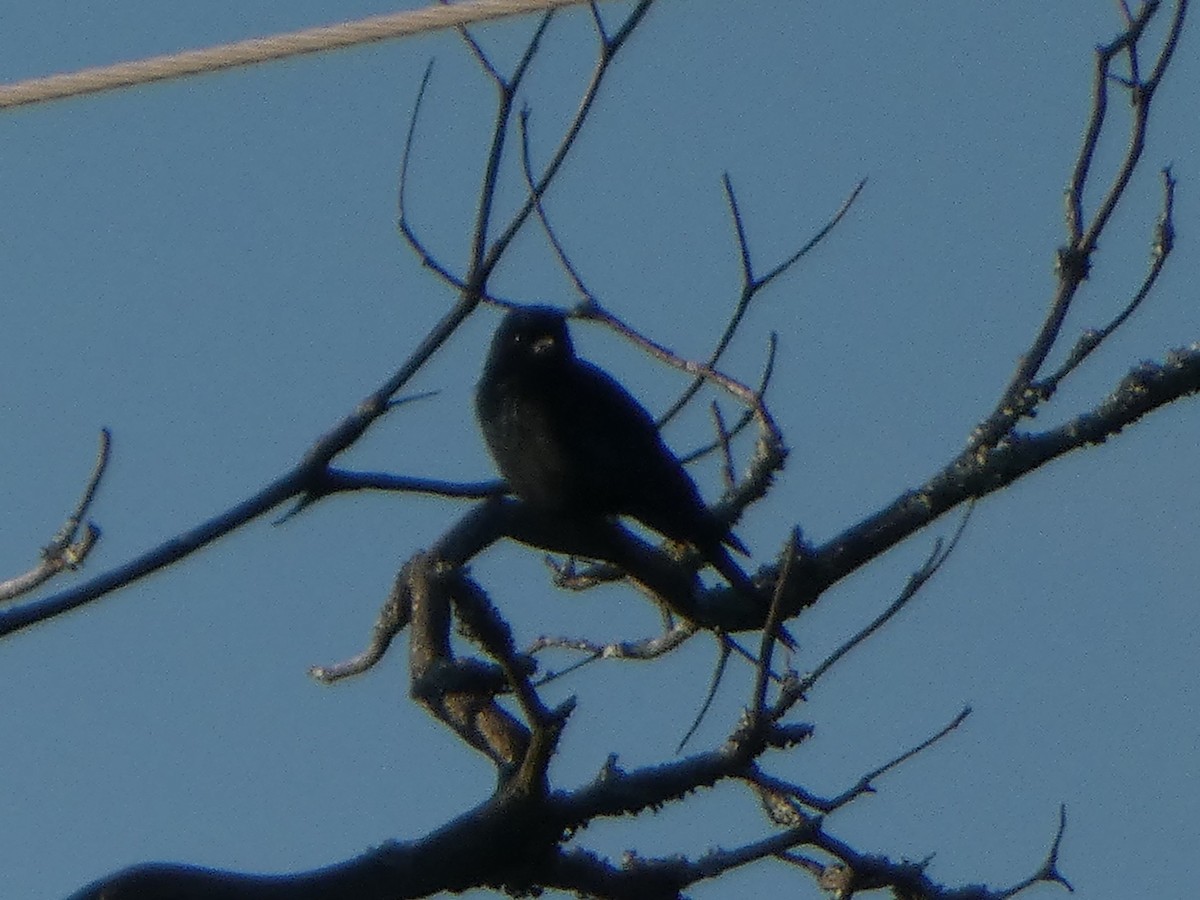 Fork-tailed Drongo - ML635232566