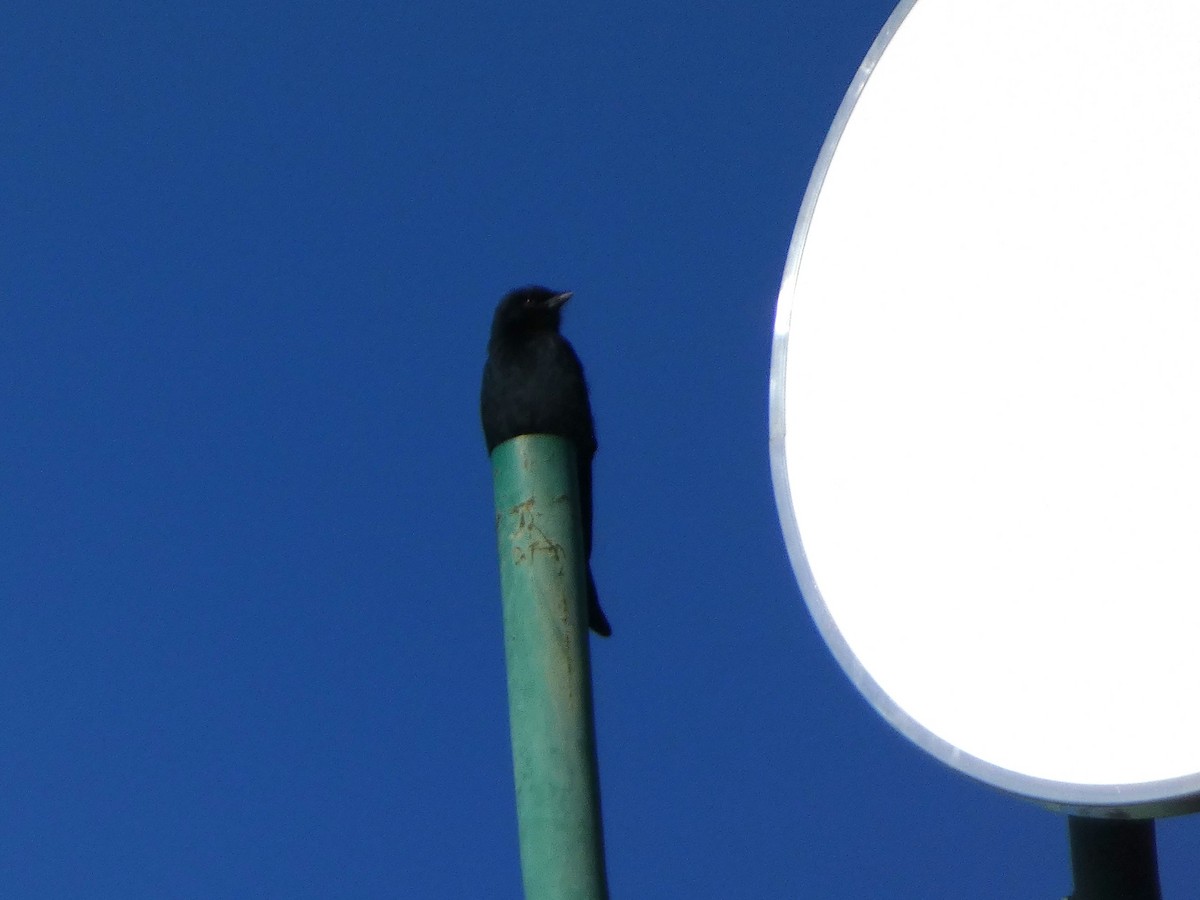 Fork-tailed Drongo - ML635232567