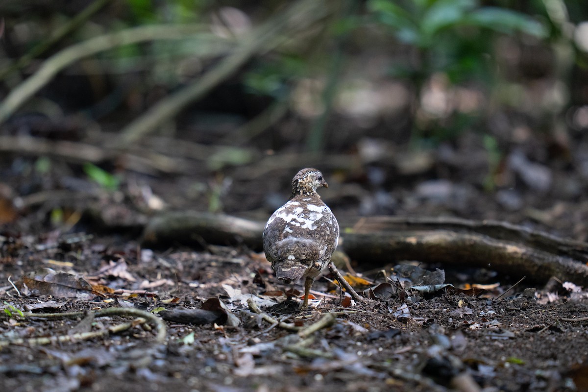 Scaly-breasted Partridge - ML635232575