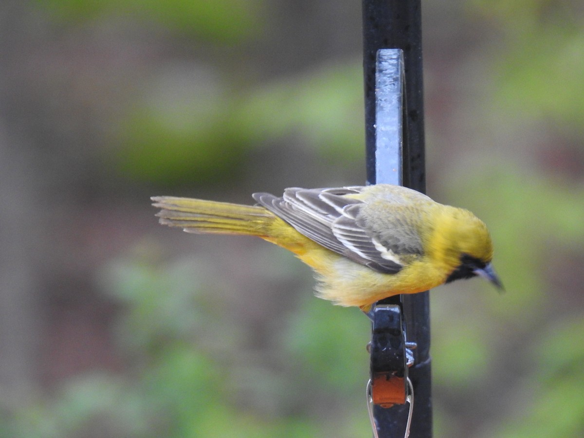 Orchard Oriole - ML635232599