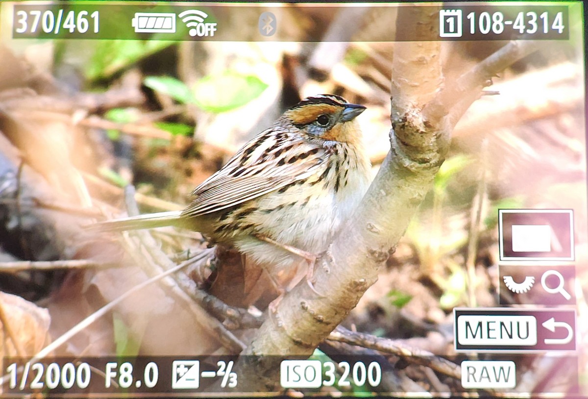 LeConte's Sparrow - ML635232620